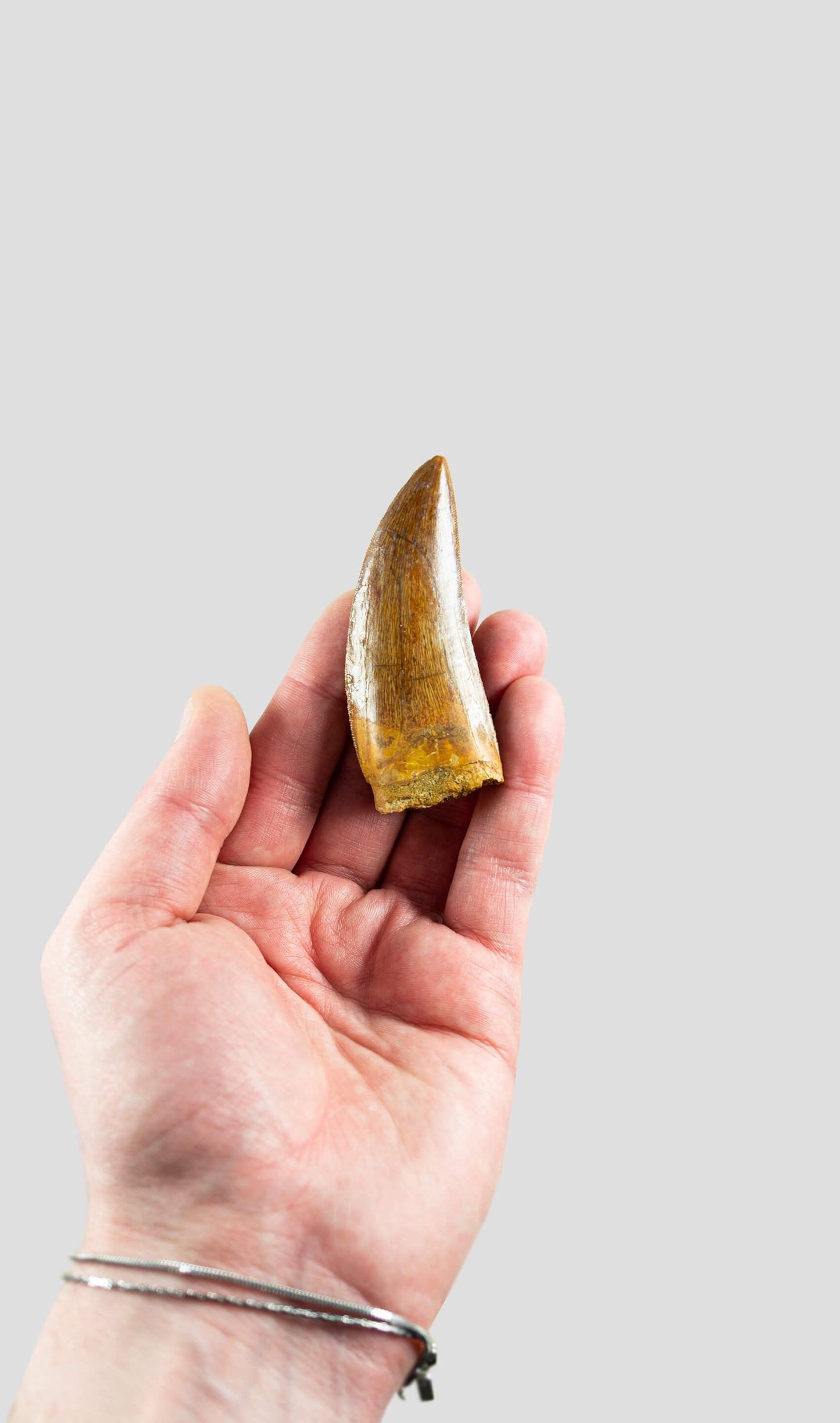 Carcharodontosaurus Saharicus 北非霸王龙恐龙牙齿 [NWA T-Rex] 77 毫米