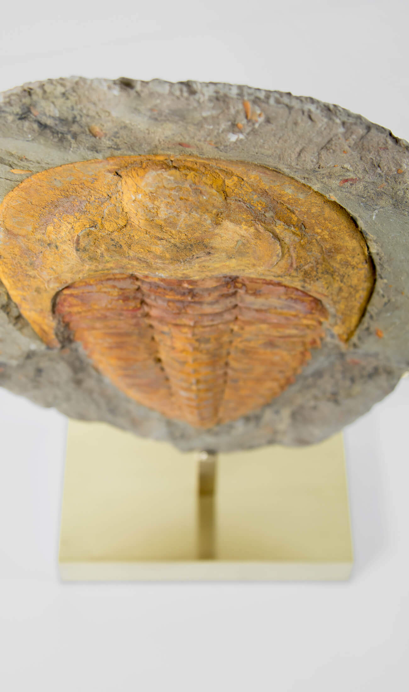 A great fossil cambropallas trilobite for sale on a custom stand for interior display 12