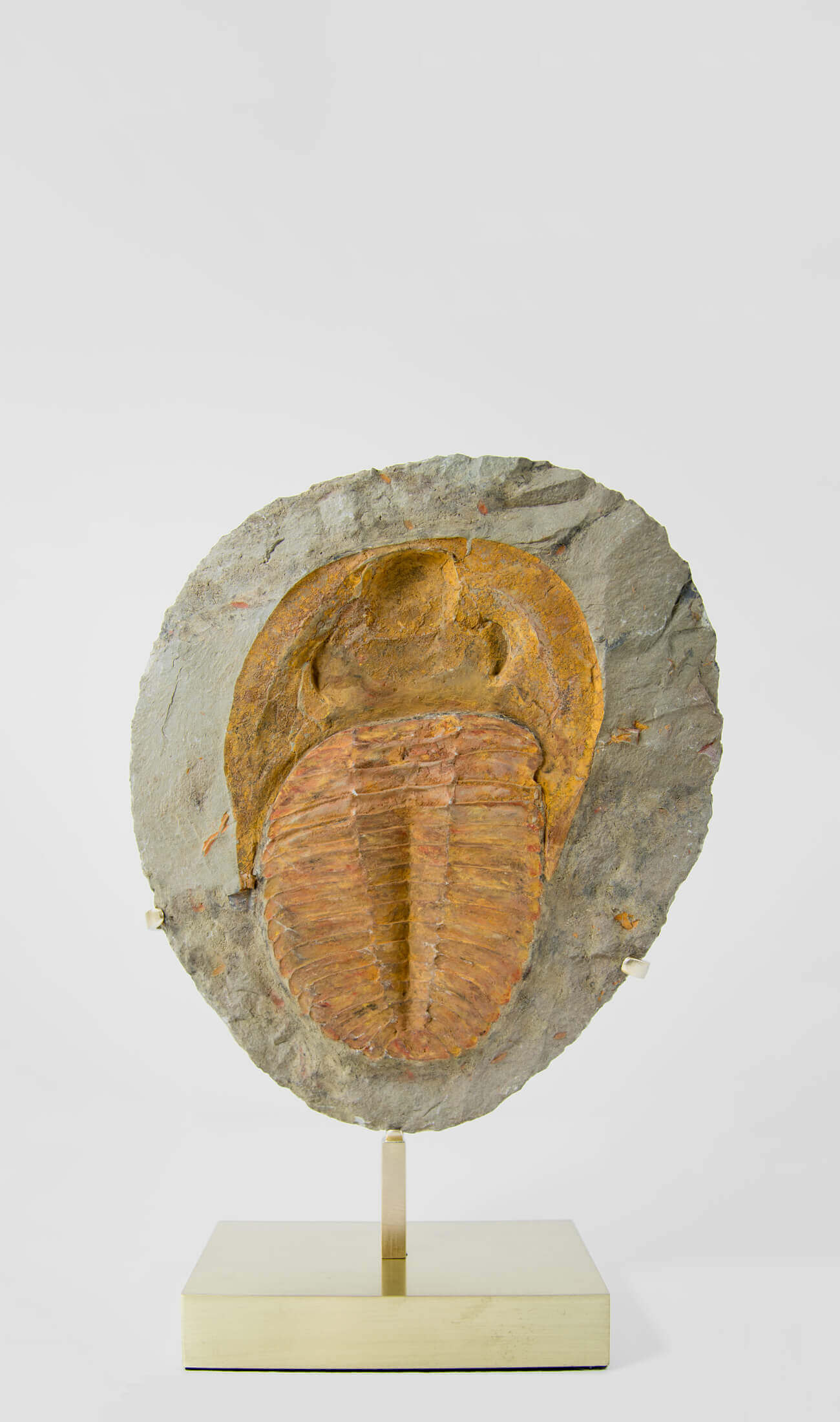 A great fossil cambropallas trilobite for sale on a custom stand for interior display 22