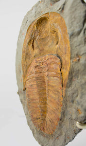 A great fossil cambropallas trilobite for sale on a custom stand for interior display 24
