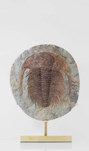 A great fossil cambropallas trilobite for sale on a custom stand for interior display 28