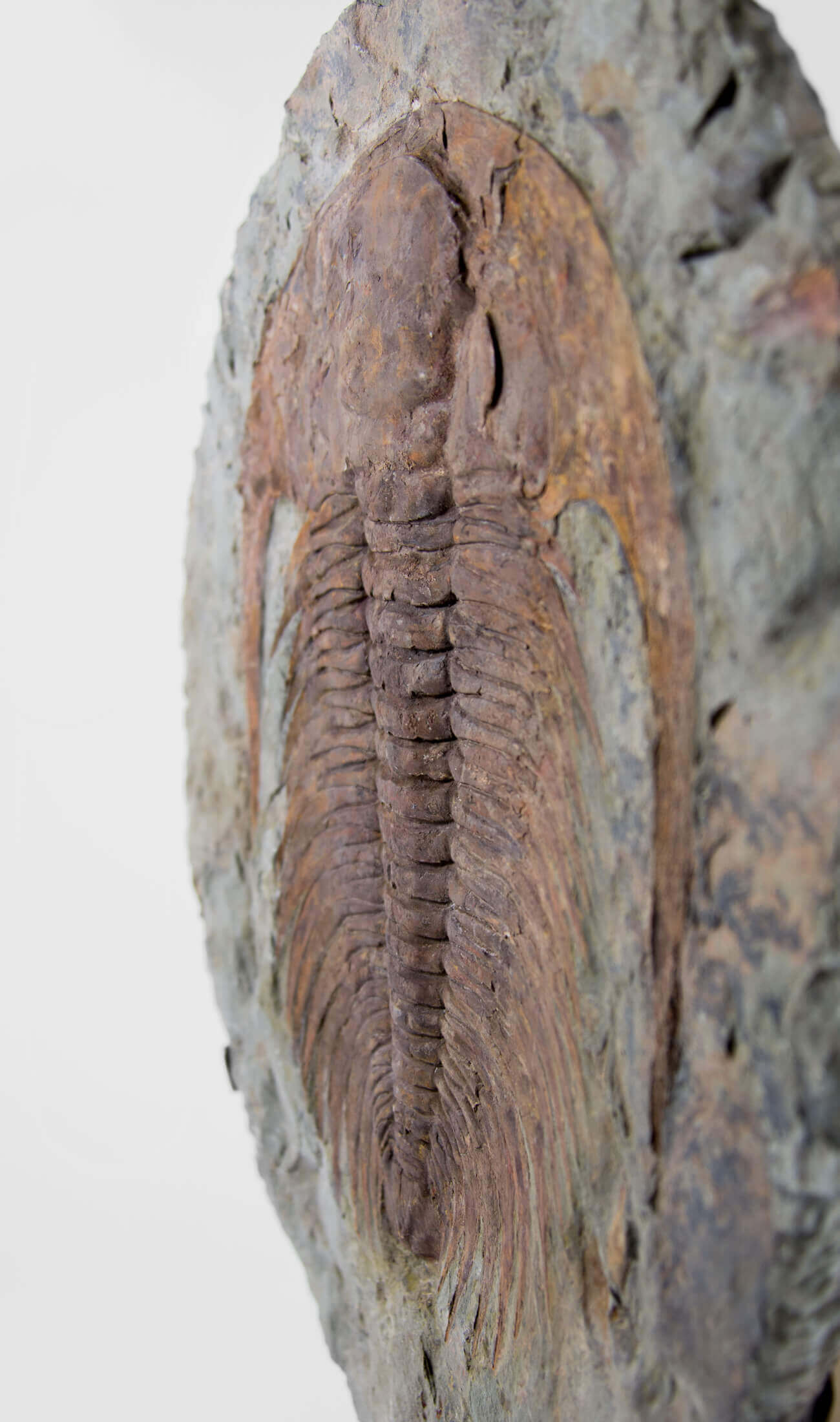 A great fossil cambropallas trilobite for sale on a custom stand for interior display 30