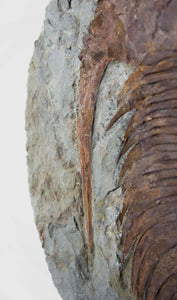 A great fossil cambropallas trilobite for sale on a custom stand for interior display 33