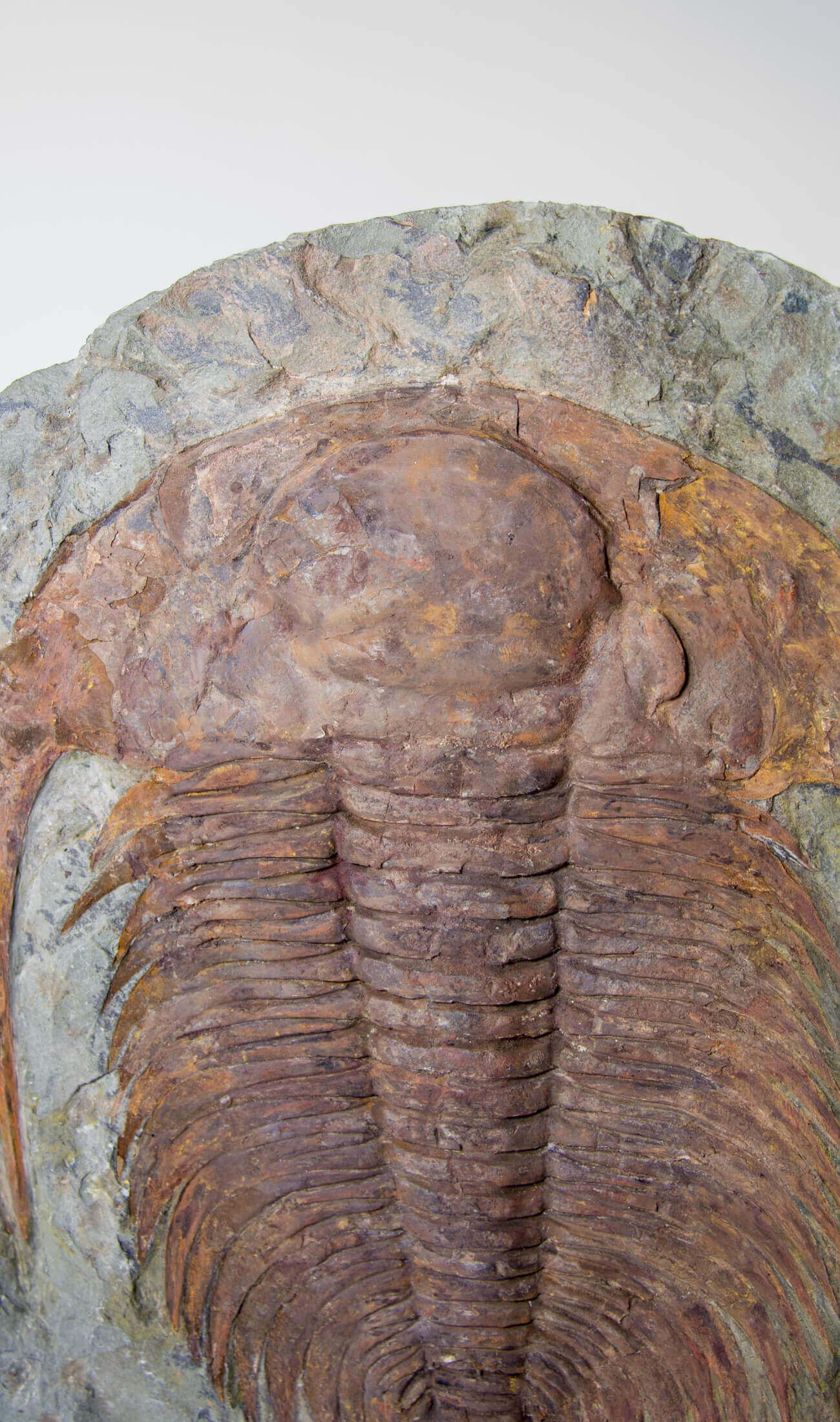 A great fossil cambropallas trilobite for sale on a custom stand for interior display 34