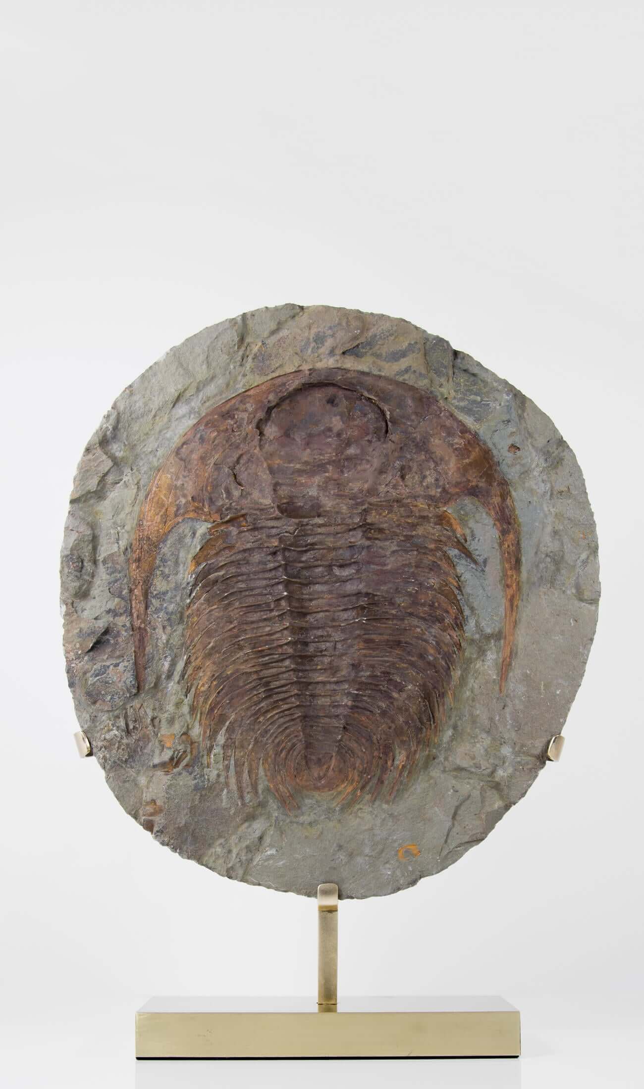 A great fossil cambropallas trilobite for sale on a custom stand for interior display 36