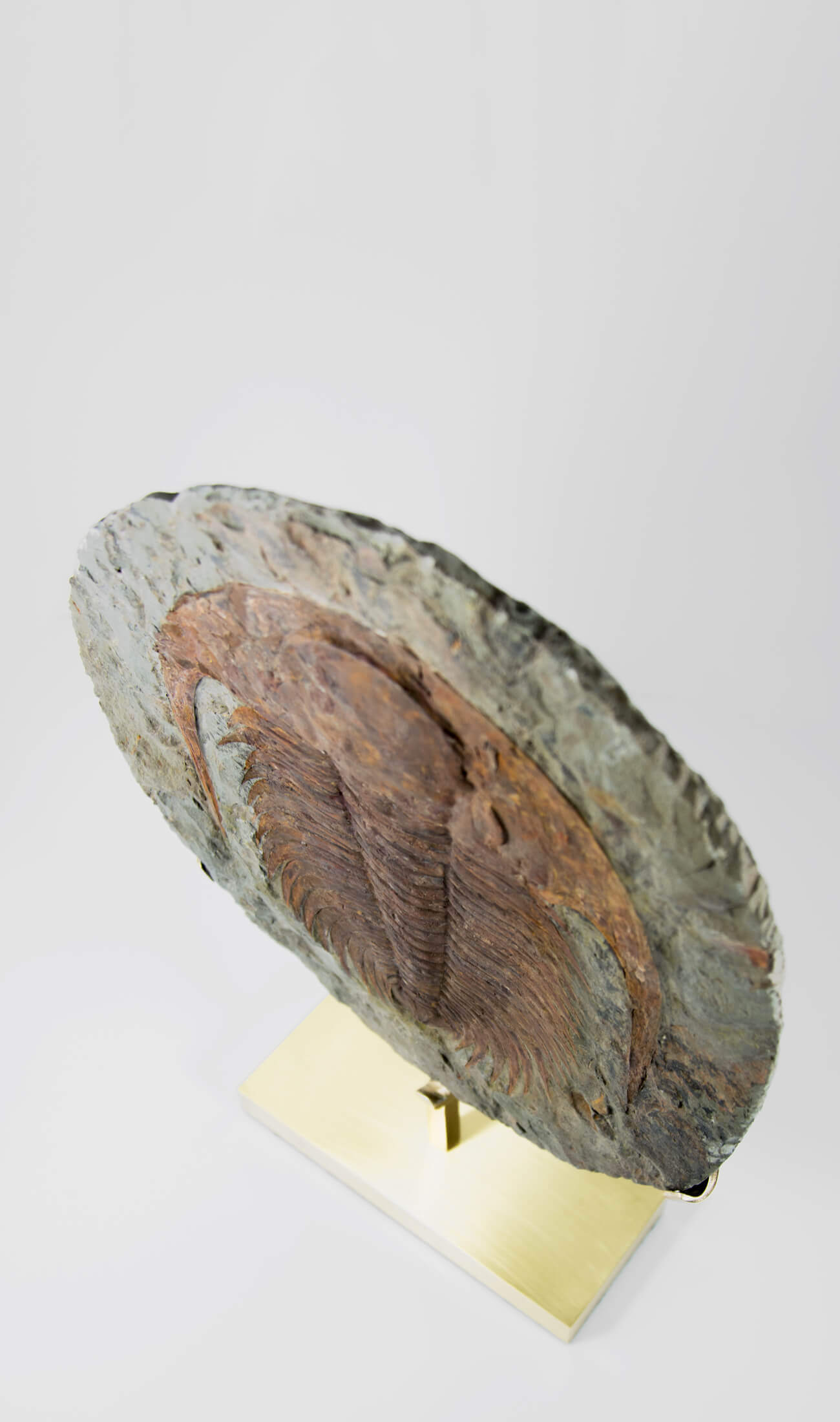 A great fossil cambropallas trilobite for sale on a custom stand for interior display 40