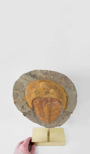 A great fossil cambropallas trilobite for sale on a custom stand for interior display 4