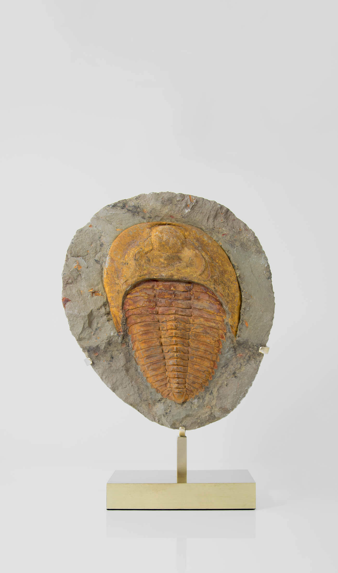 A great fossil cambropallas trilobite for sale on a custom stand for interior display 5