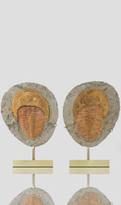 Fossil cambropallas trilobite for sale on a bronze stand 243