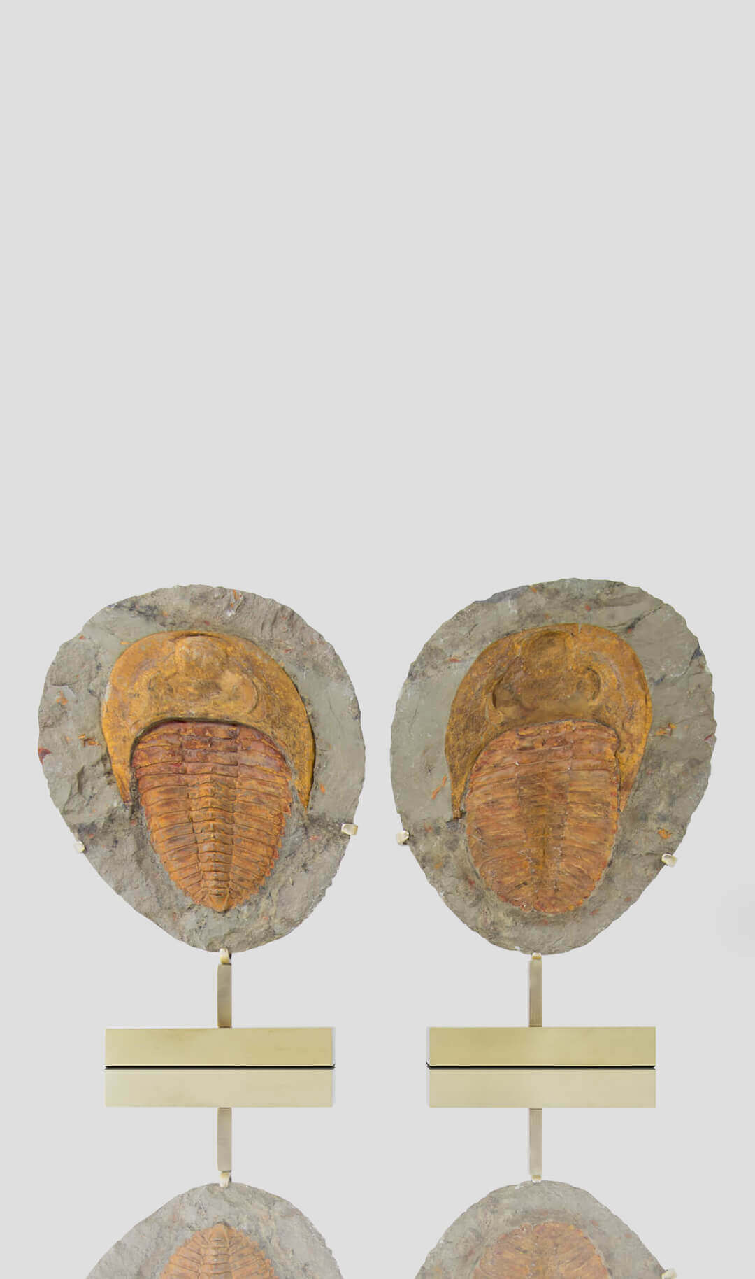 Fossil cambropallas trilobite for sale on a bronze stand 376