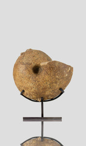 Ancient fossil Macrocephalites madagascariensis ammonite for sale 1