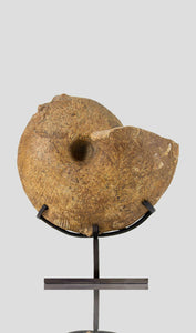 Ancient fossil Macrocephalites madagascariensis ammonite for sale 3