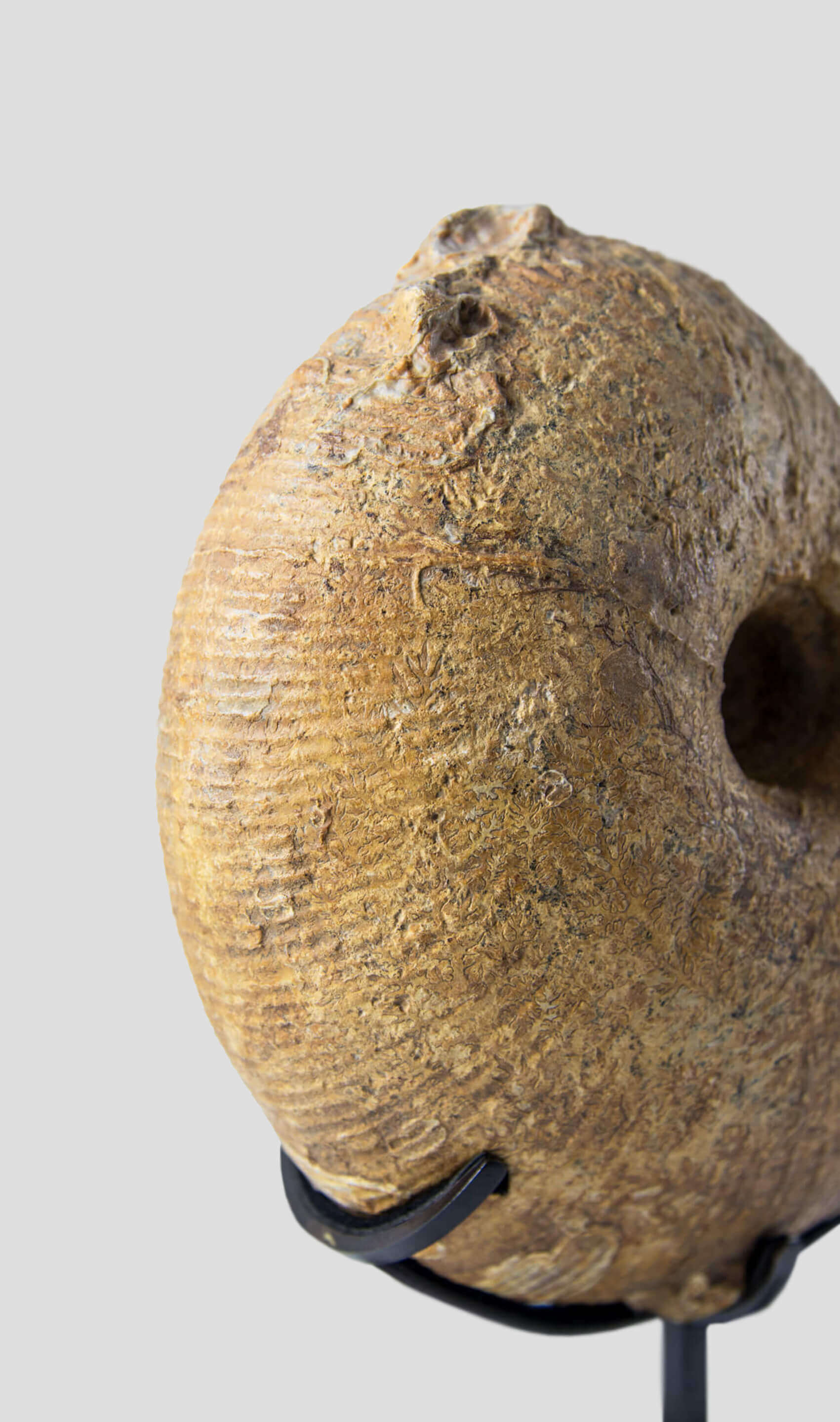 Ancient fossil Macrocephalites madagascariensis ammonite for sale 7
