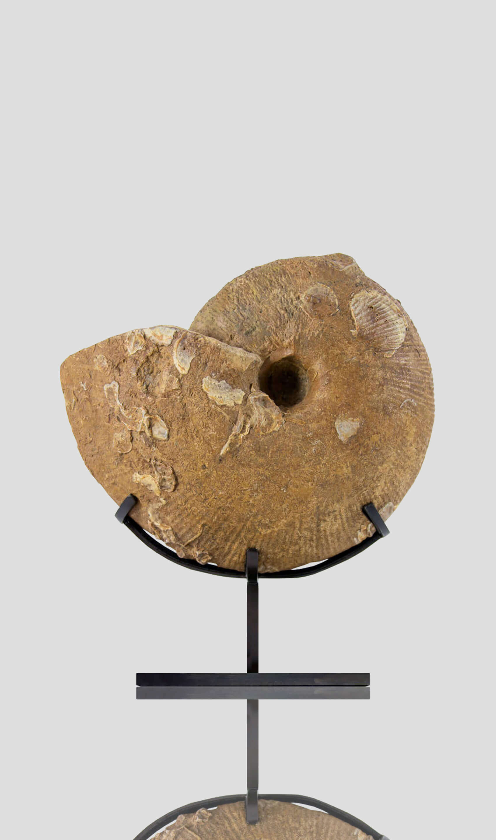 Ancient fossil Macrocephalites madagascariensis ammonite for sale 9
