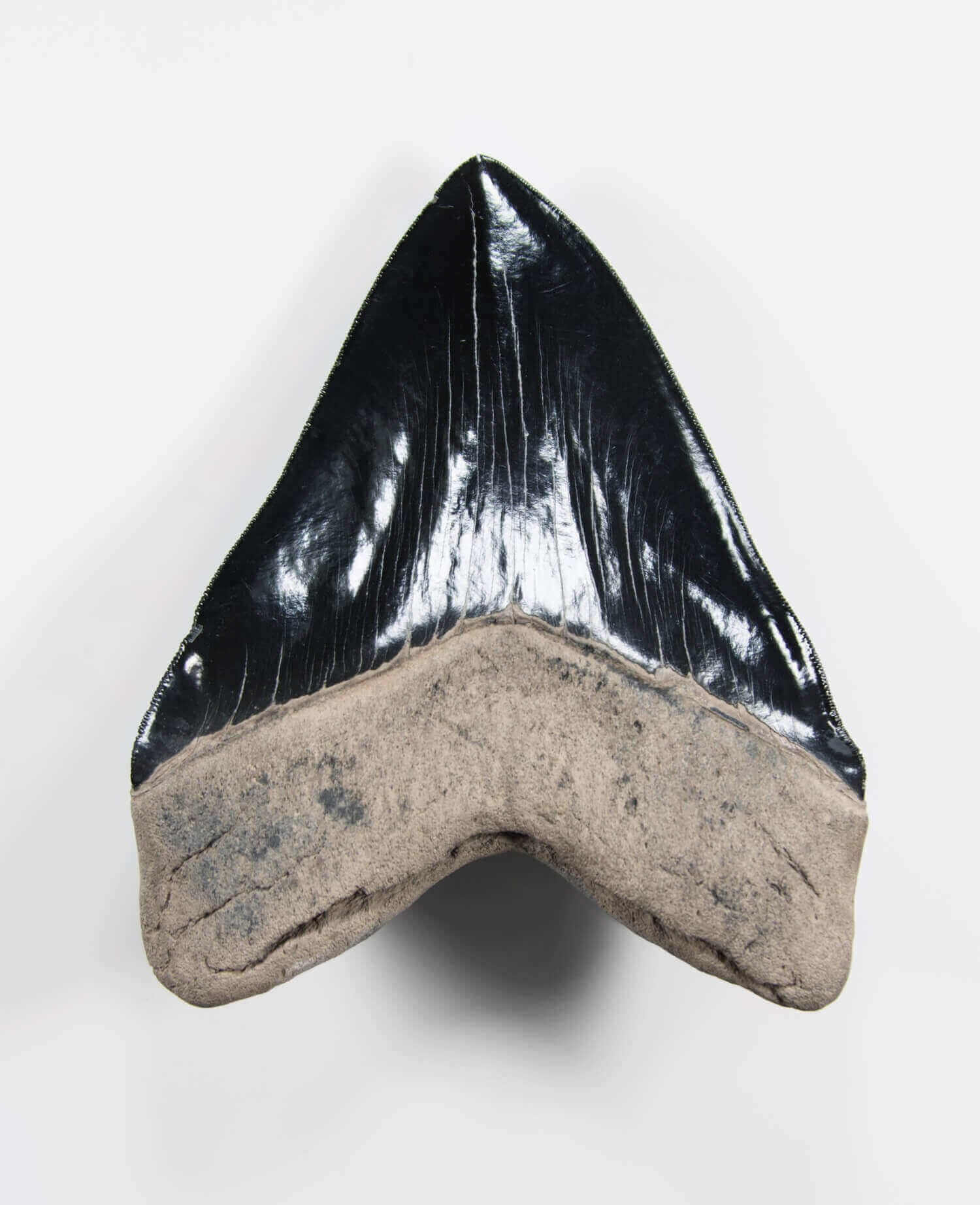 A stunning museum-standard rare fossil Megalodon carcharodon shark tooth for sale on a bronze stand measuring 6 inches