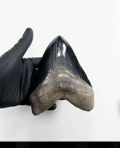 A stunning museum-standard rare fossil Megalodon carcharodon shark tooth for sale on a bronze stand measuring 6 inches