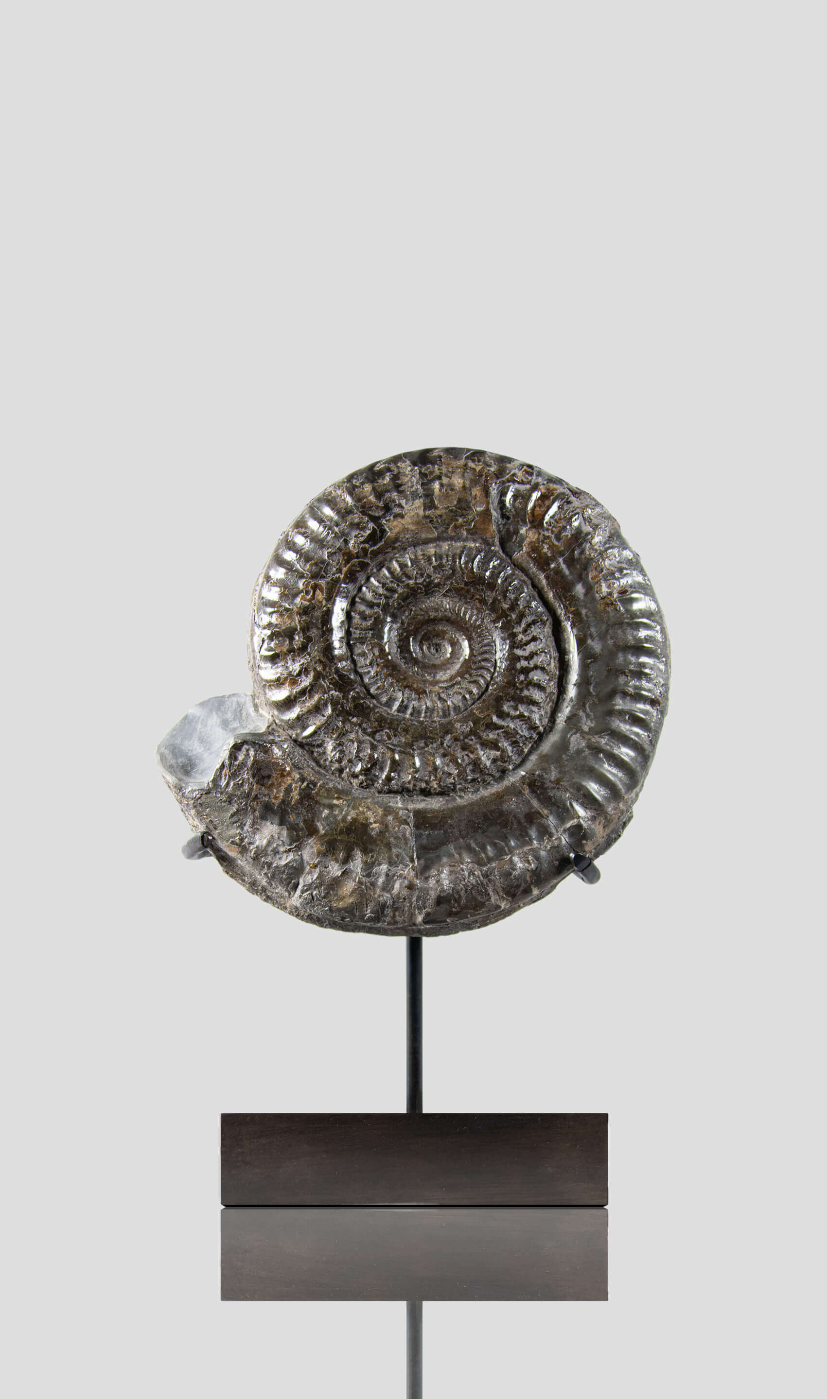 A rare British museum fossil Hildoceras ammonite for sale on bronze stand 32
