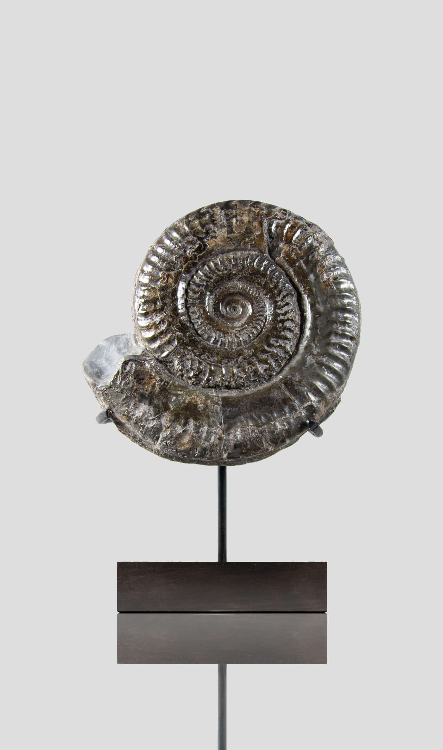 A rare British museum fossil Hildoceras ammonite for sale on bronze stand 2