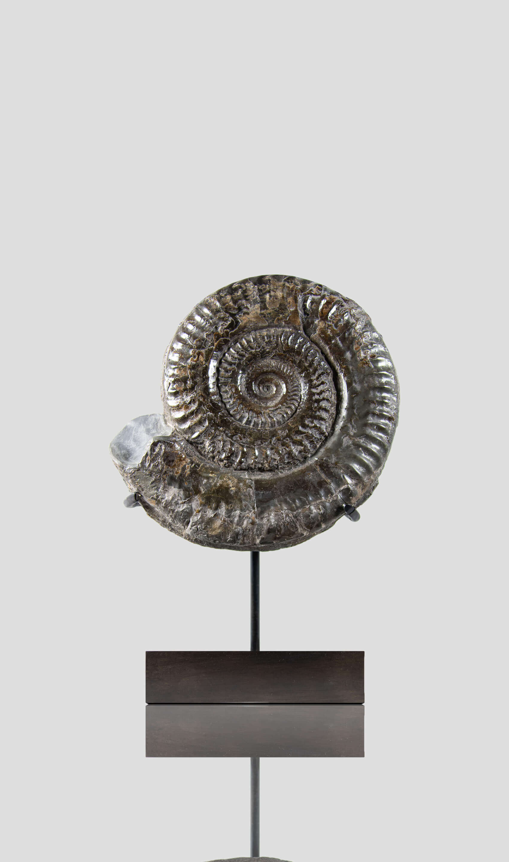 A rare British museum fossil Hildoceras ammonite for sale on bronze stand 3