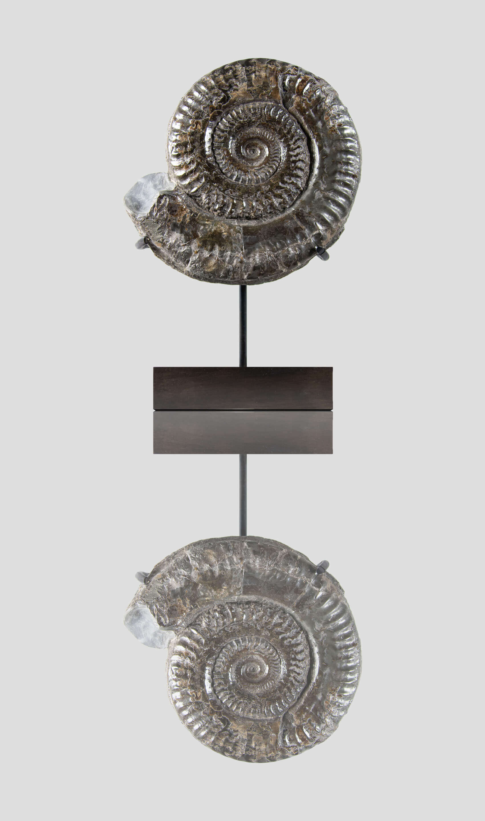 A rare British museum fossil Hildoceras ammonite for sale on bronze stand 4