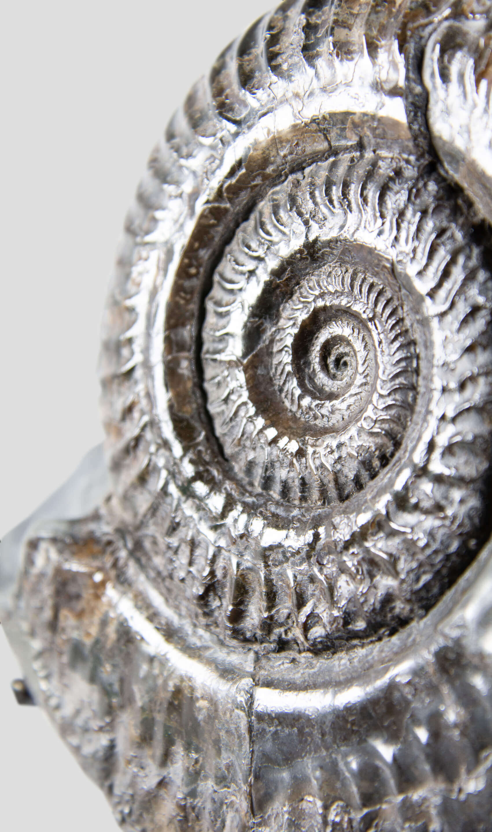 A rare British museum fossil Hildoceras ammonite for sale on bronze stand 7