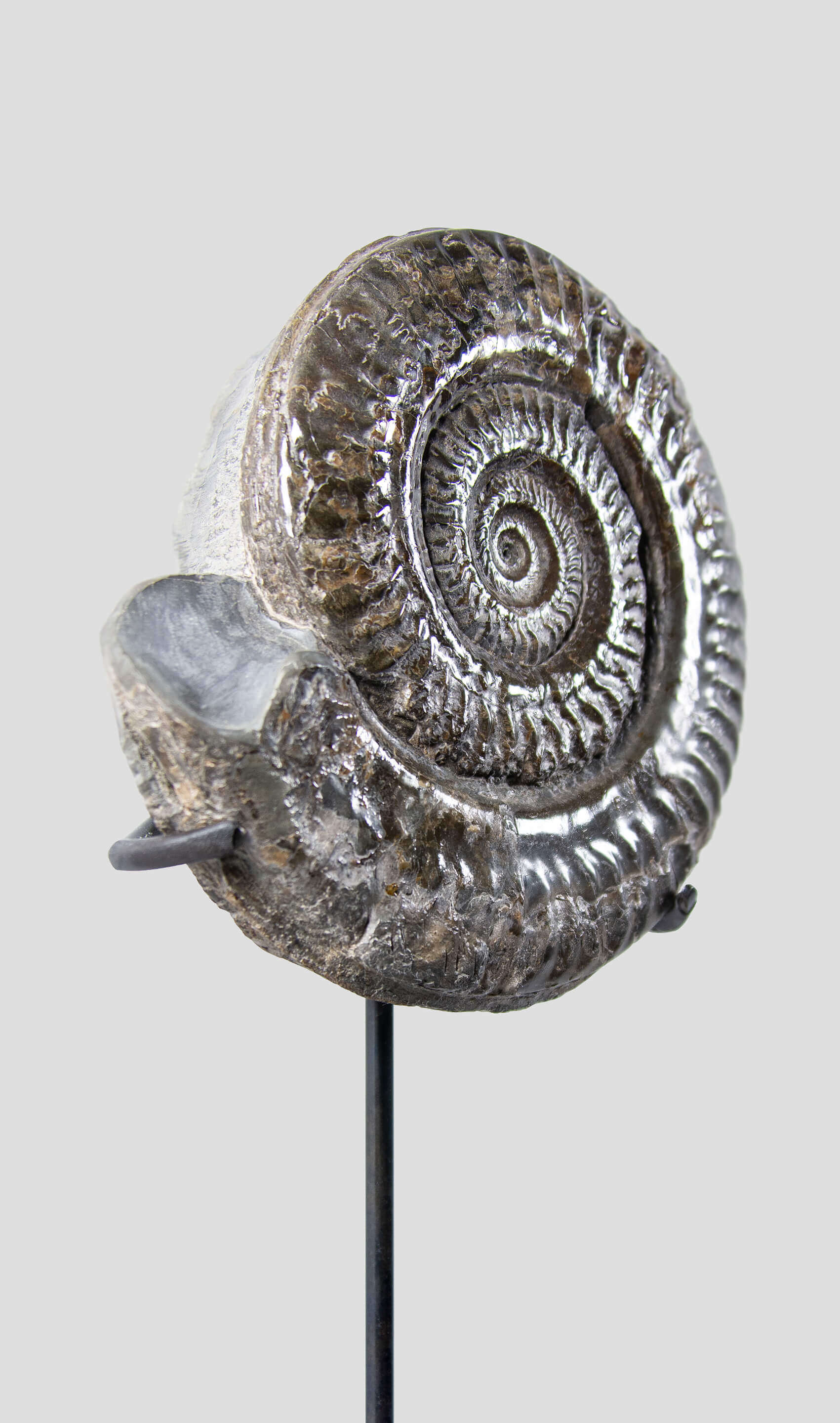 A rare British museum fossil Hildoceras ammonite for sale on bronze stand 9