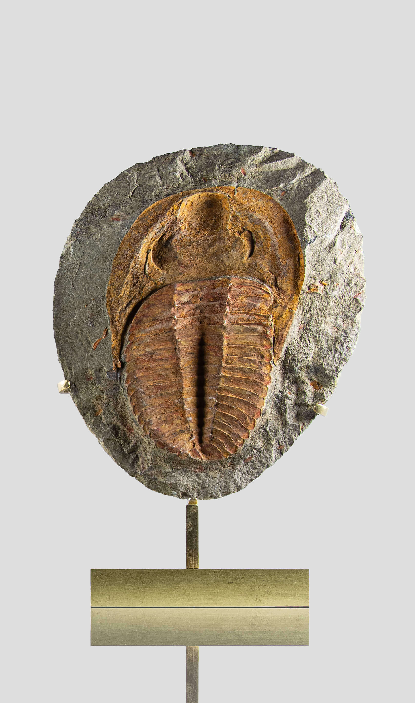 A stunning authentic and rare fossil cambropallas trilobite for sale 2