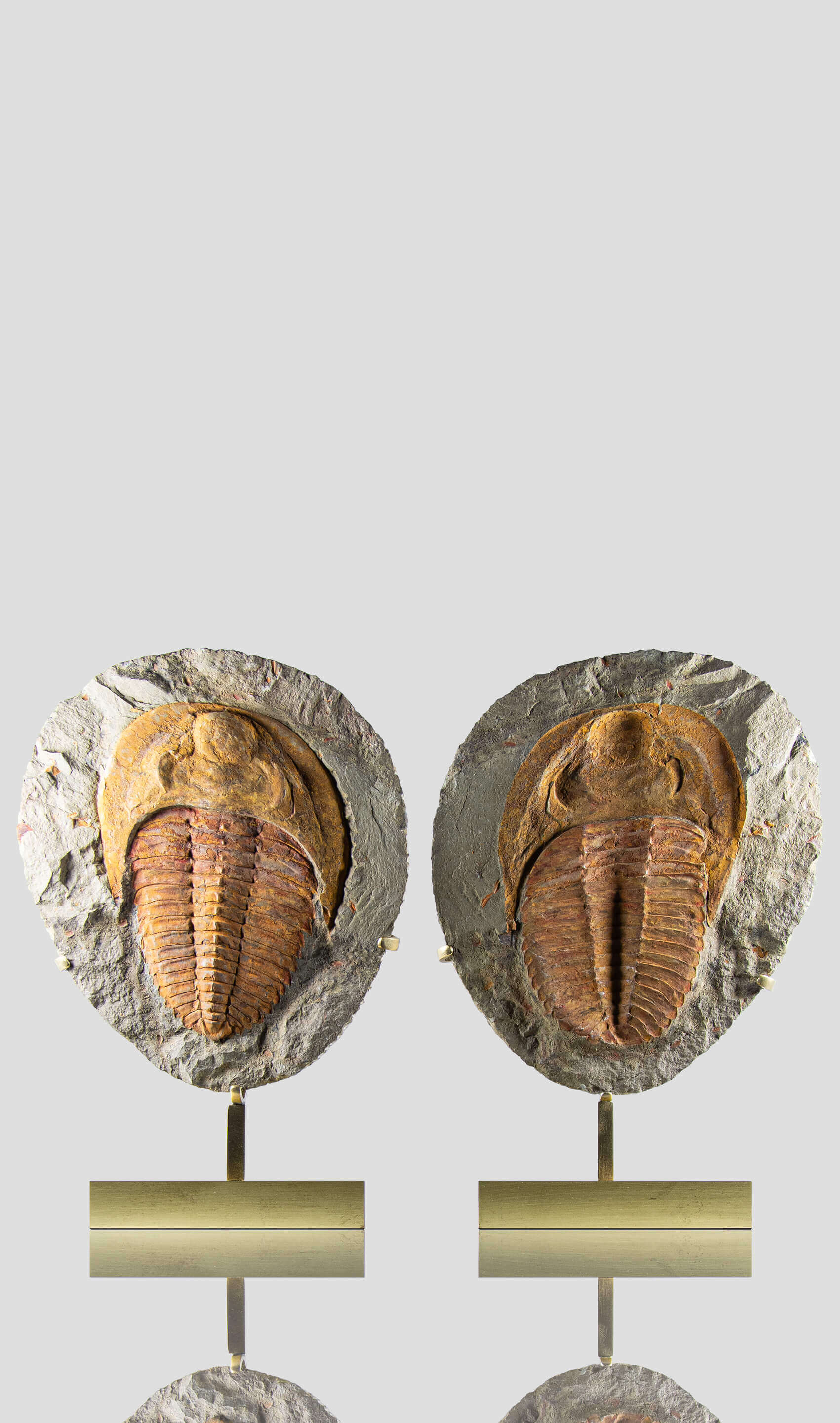 A stunning authentic and rare fossil cambropallas trilobite for sale 4