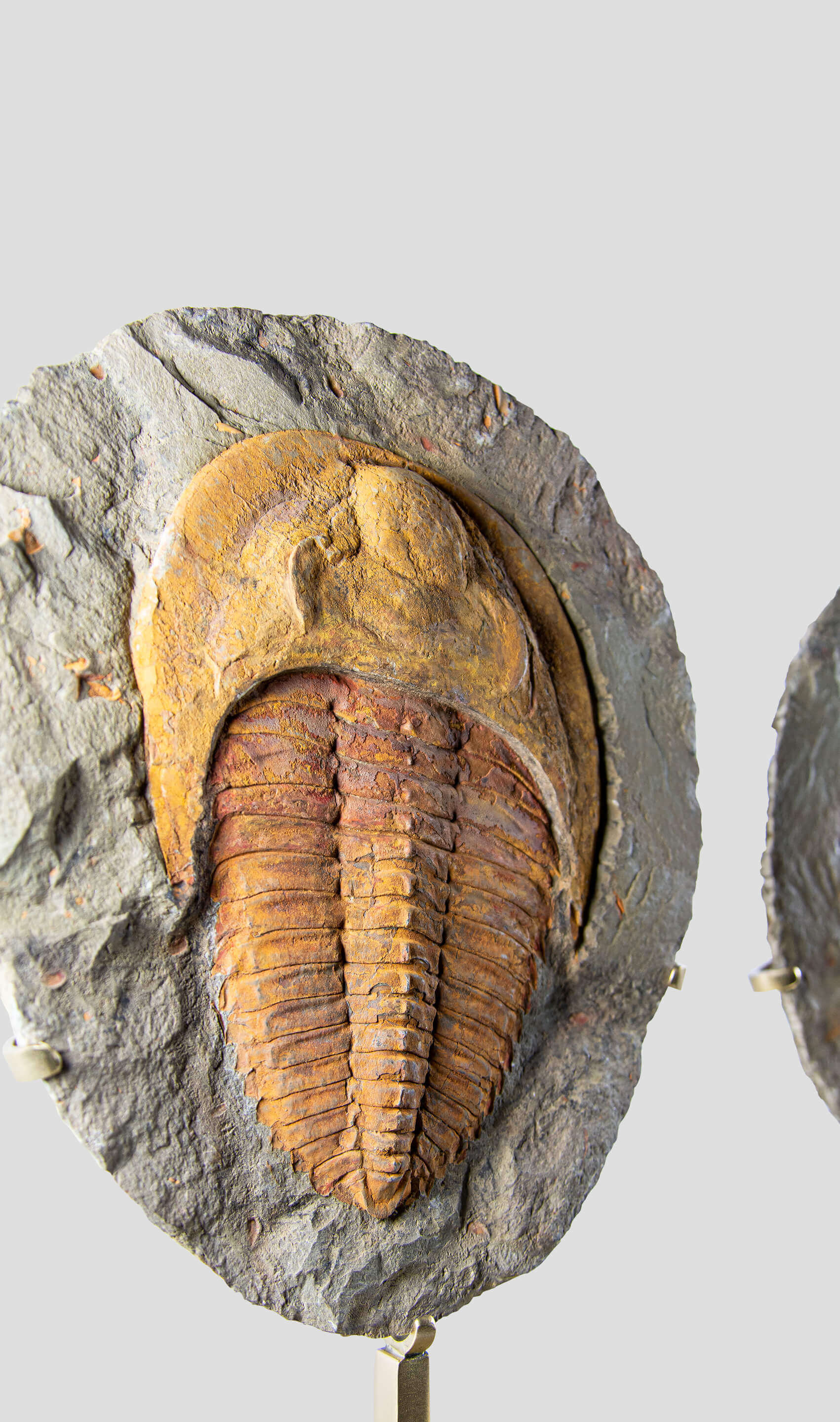 A stunning authentic and rare fossil cambropallas trilobite for sale 6