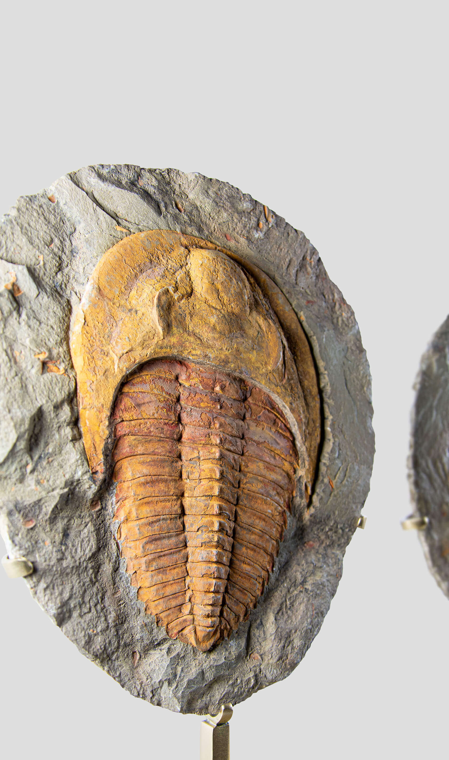 A stunning authentic and rare fossil cambropallas trilobite for sale 7