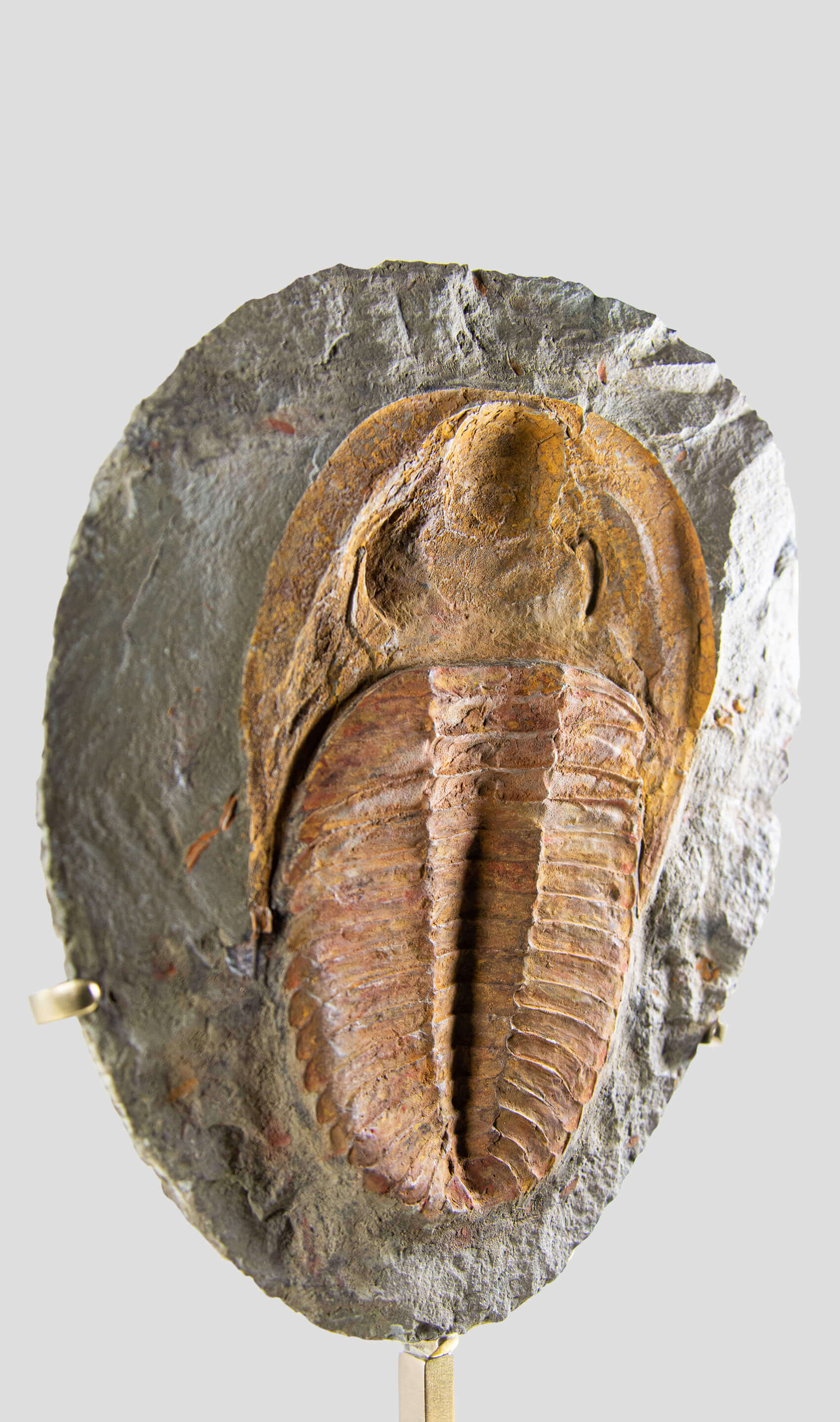 A stunning authentic and rare fossil cambropallas trilobite for sale 8