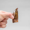 Museum-quality Carcharodontosaurus saharicus dinosaur fossil tooth for sale measuring 76mm at THE FOSSIL STORE