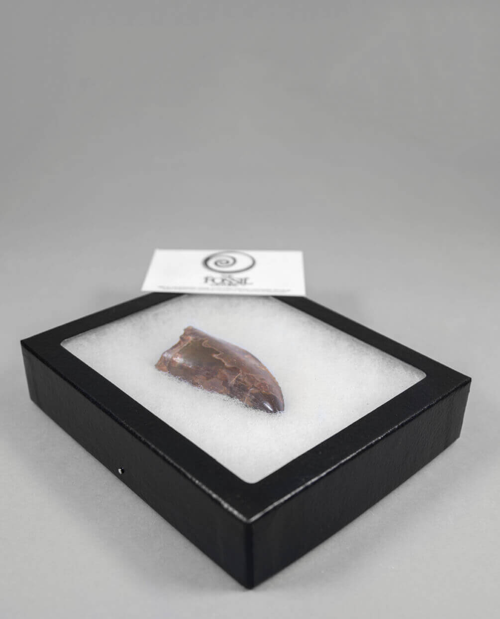 Museum-quality Carcharodontosaurus saharicus dinosaur fossil tooth for sale measuring 82mm at THE FOSSIL STORE