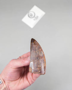 Museum-quality Carcharodontosaurus saharicus dinosaur fossil tooth for sale measuring 82mm at THE FOSSIL STORE
