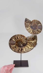 Beautifully presented pair of Cleoniceras ammonite fossils for sale measuring 237mm on our custom designed bronze stands