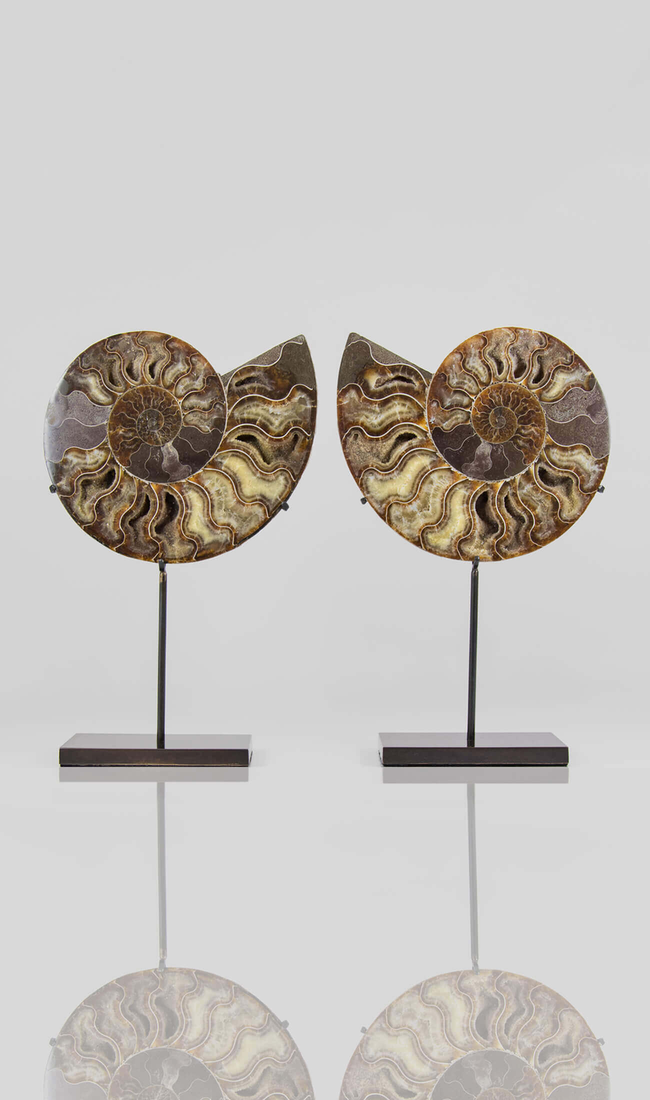 Beautifully presented pair of Cleoniceras ammonite fossils for sale measuring 237mm on our custom designed bronze stands