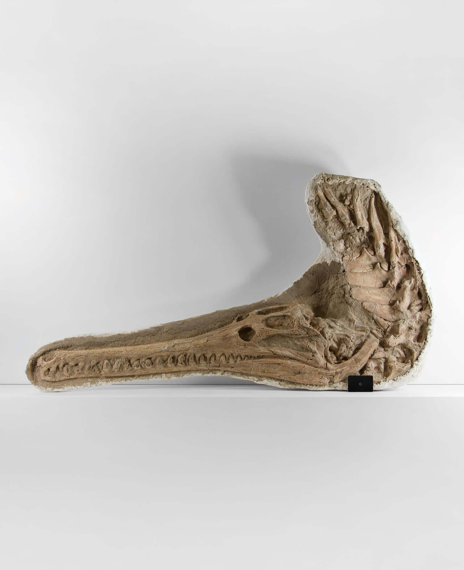 Highly important museum-quality Dyrosaurus Crocodile fossil Skull for sale measuring 1.31 meters