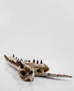 An extremely rare discovery of a Sarcosuchus fossil crocodile for sale exhibiting a lower Jaw measuring 0.7 metersAn extremely rare discovery of a Sarcosuchus fossil crocodile for sale exhibiting a lower Jaw measuring 0.7 meters