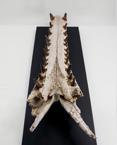 An extremely rare discovery of a Sarcosuchus fossil crocodile for sale exhibiting a lower Jaw measuring 0.7 meters