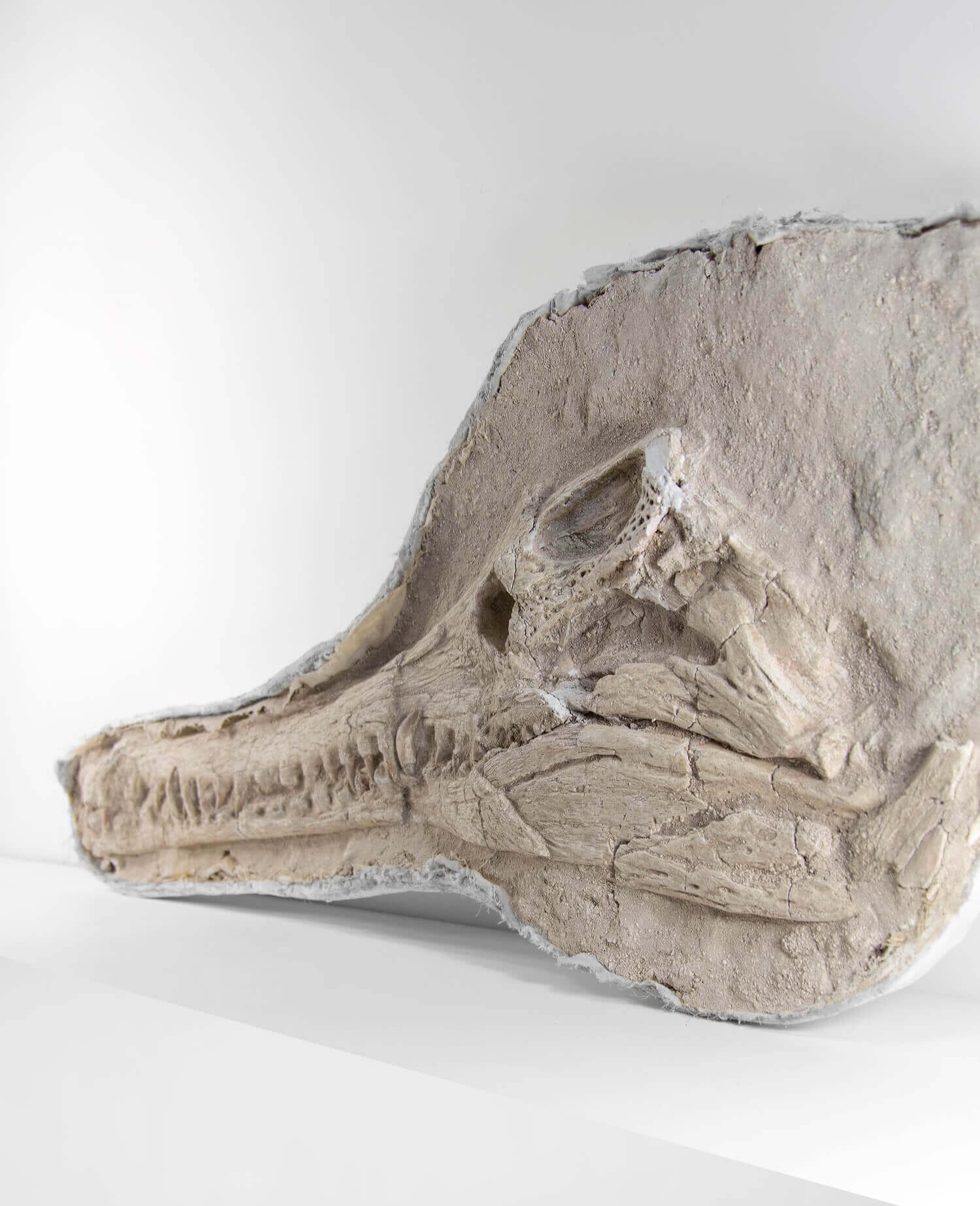 Highly important museum-quality Dyrosaurus Crocodile fossil Skull for sale measuring 1.2 meters