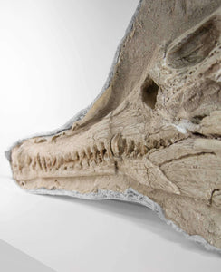 Highly important museum-quality Dyrosaurus Crocodile fossil Skull for sale measuring 1.2 meters