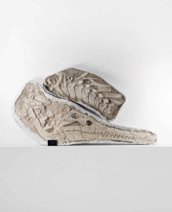 Highly important museum-quality Dyrosaurus Crocodile fossil Skull for sale measuring 1.3 meters