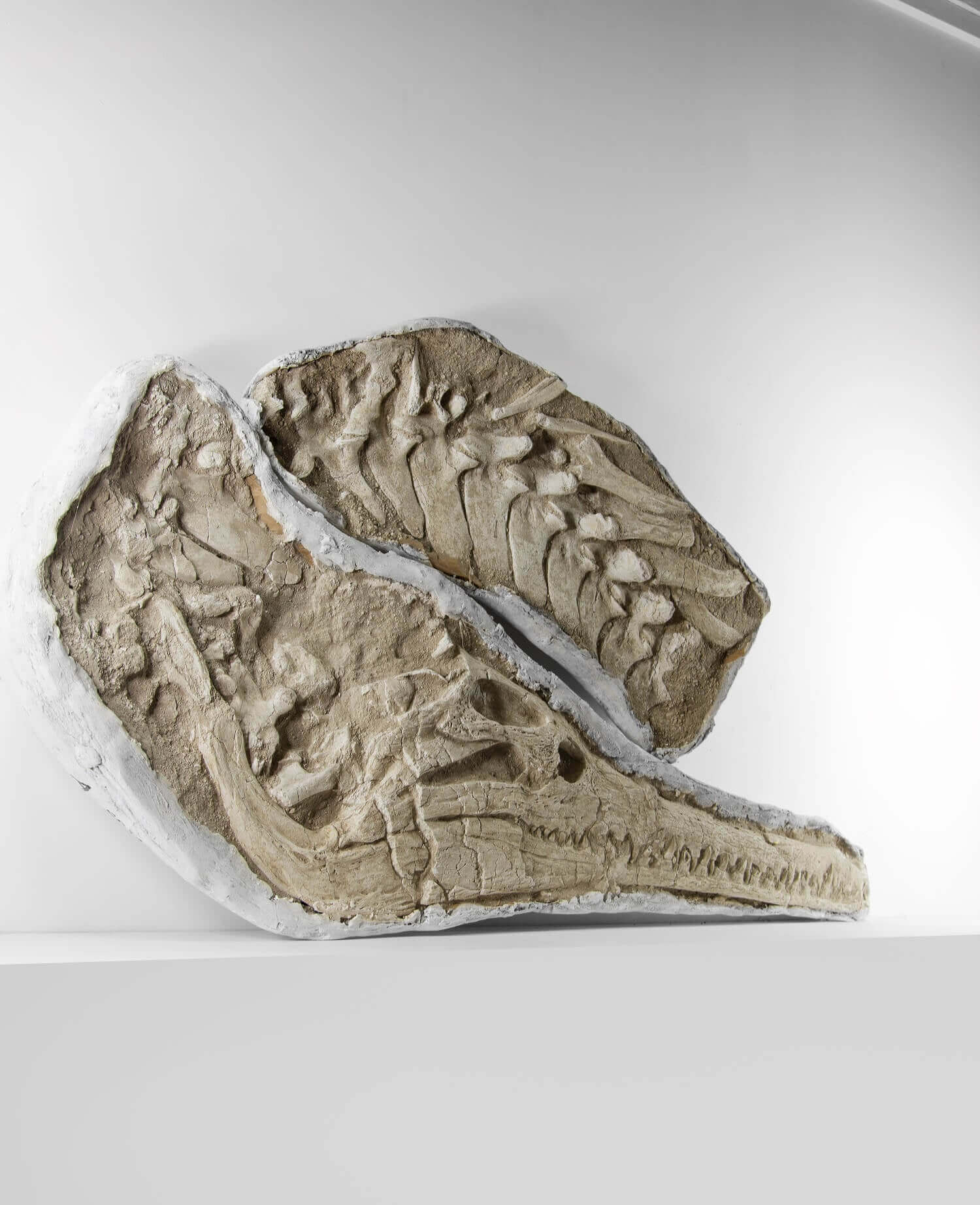 Highly important museum-quality Dyrosaurus Crocodile fossil Skull for sale measuring 1.3 meters