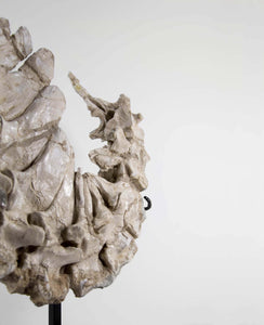 Highly important museum-quality Dyrosaurus Crocodile fossil vertebra for sale measuring 0.4 meters