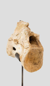 Dinosaur vertebra for sale on a bronze stand for interior display 03