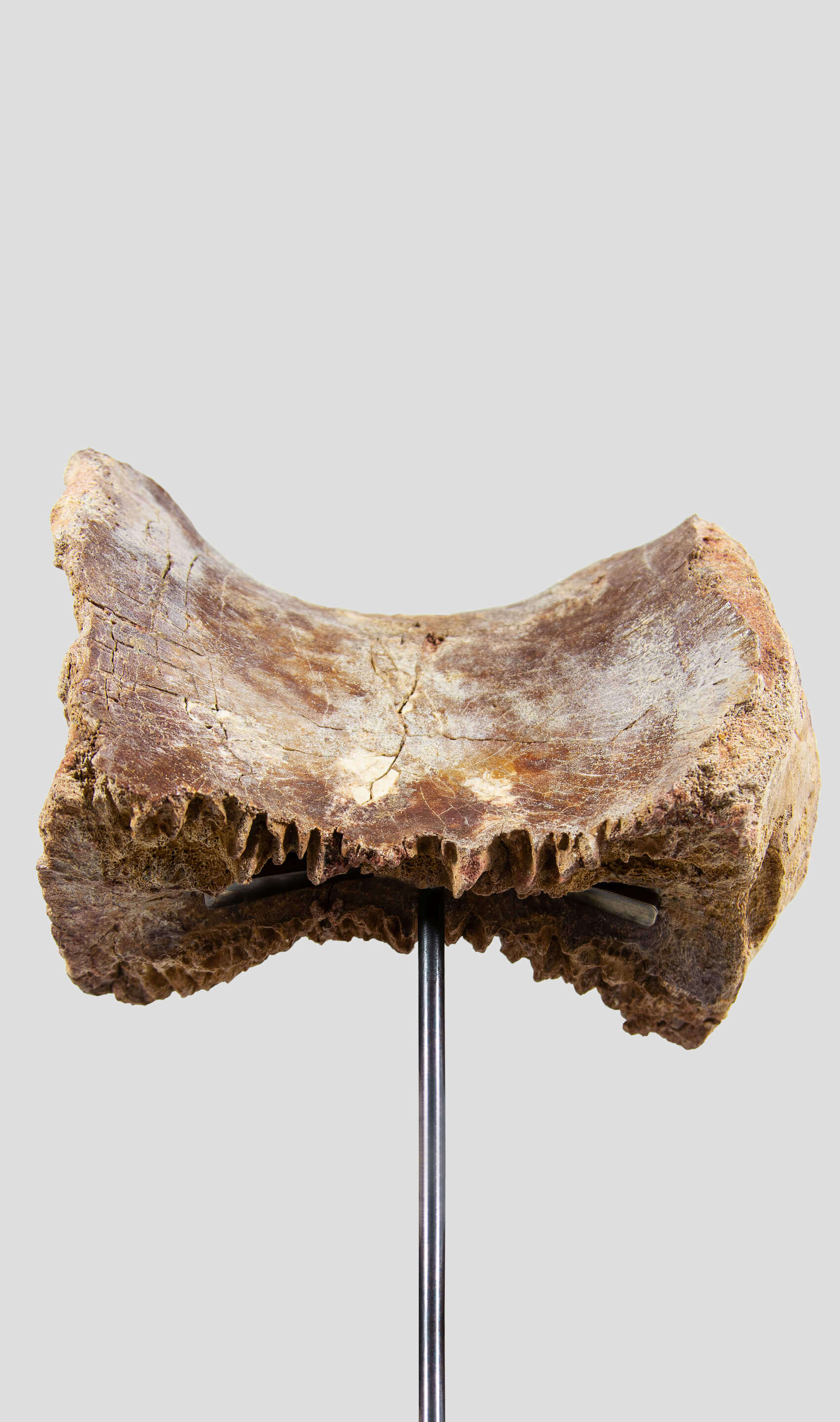 A rare dinosaur vertebra for sale on bronze stand 44