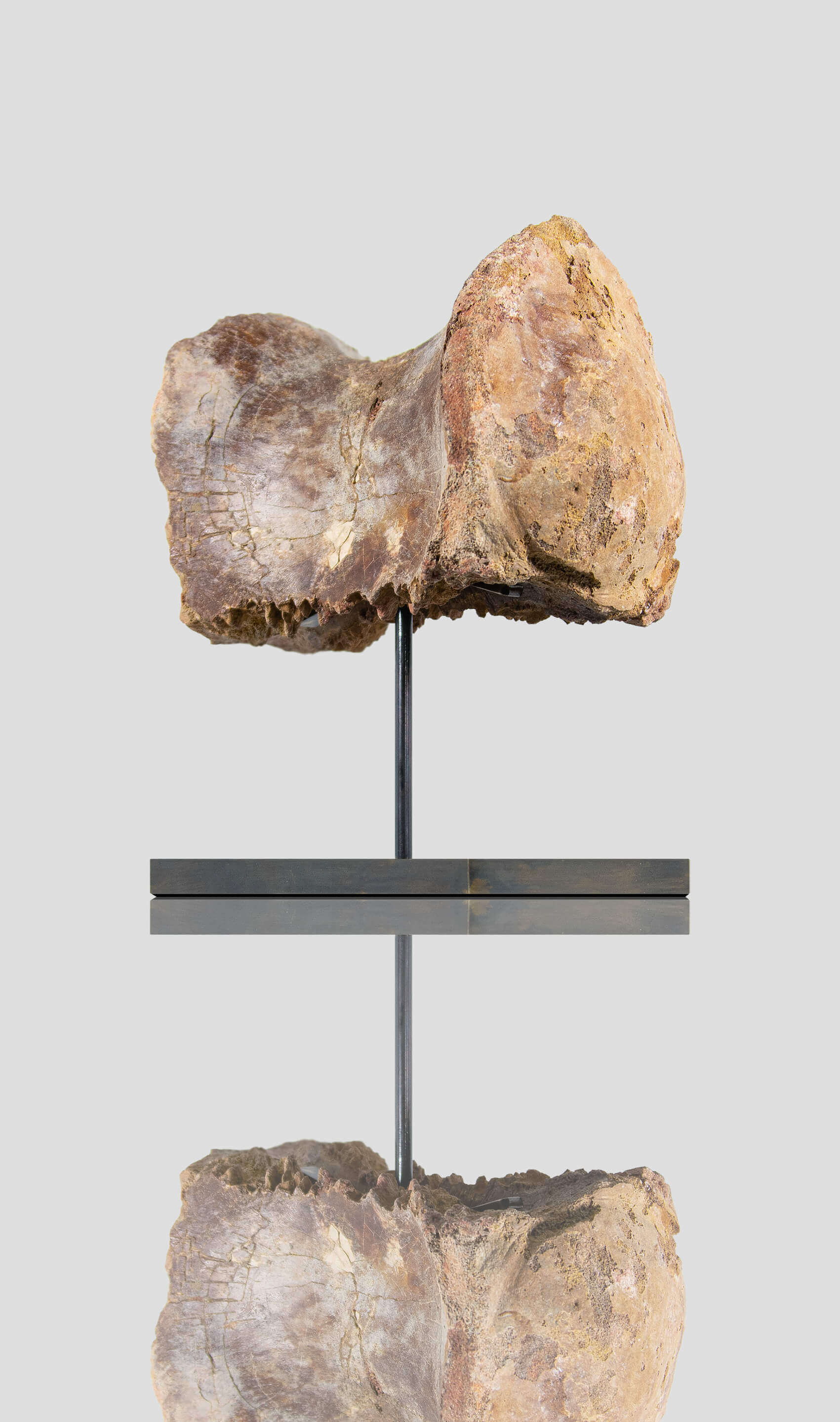 A rare dinosaur vertebra for sale on bronze stand 45