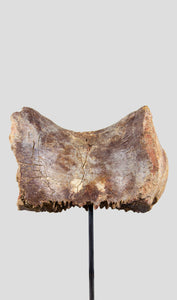 A rare dinosaur vertebra for sale on bronze stand 43