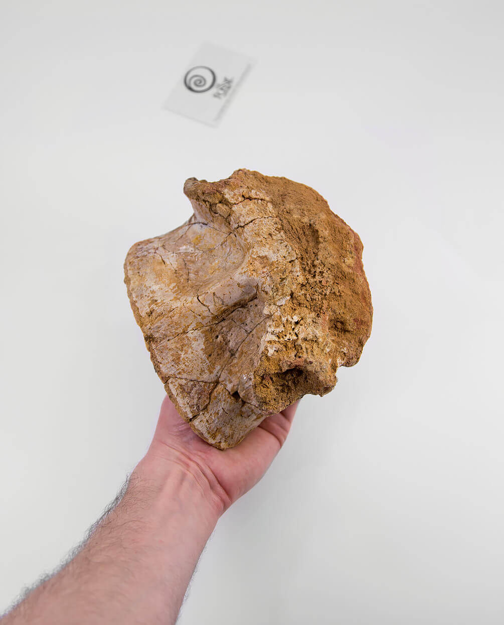 Scientifically important Spinosaurus aegyptiacus dinosaur fossil vertebra for sale measuring 175mm at THE FOSSIL STORE