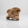Scientifically important Spinosaurus aegyptiacus dinosaur fossil vertebra for sale measuring 175mm at THE FOSSIL STORE